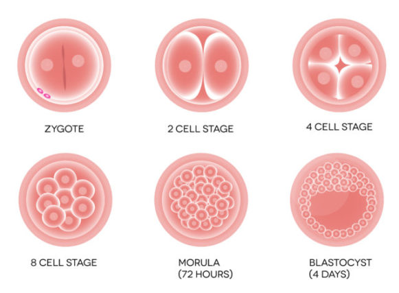 A Glimpse of Modern Fertilization Techniques